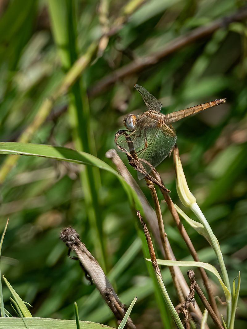 Crocothemis erythraea  - Barlotti Andrea