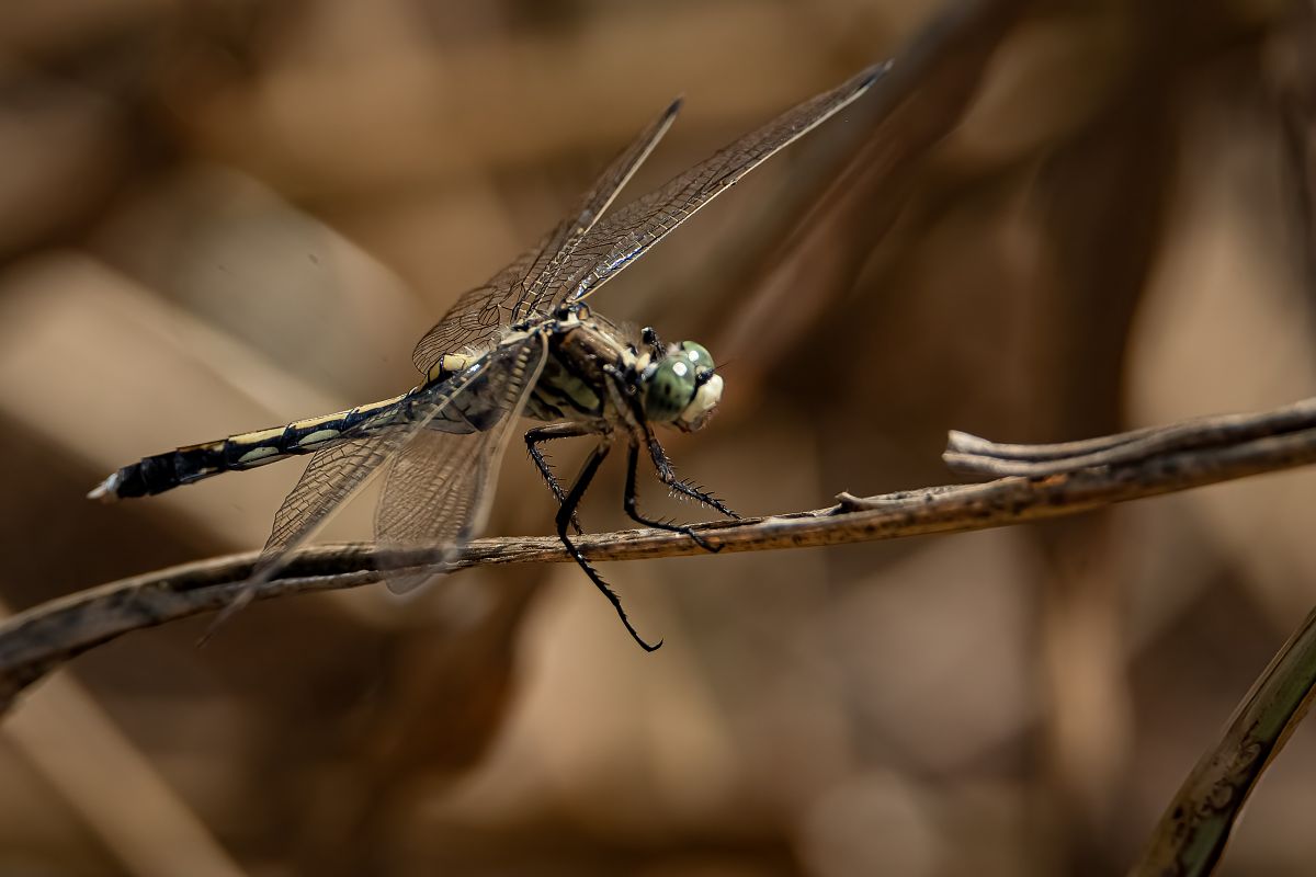 Orthetrum albistylum  - Barlotti Andrea