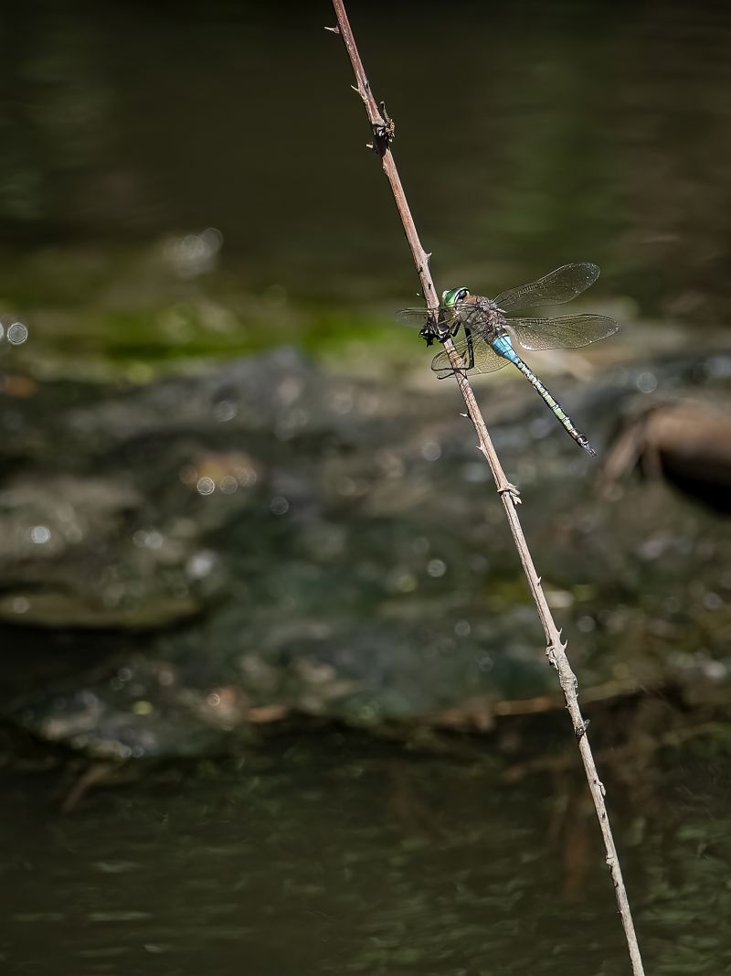 Anax parthenope  - Barlotti Andrea