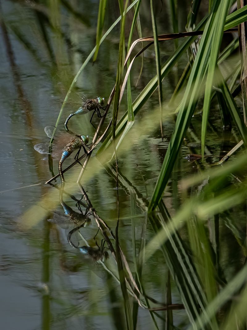 Anax parthenope  - Barlotti Andrea