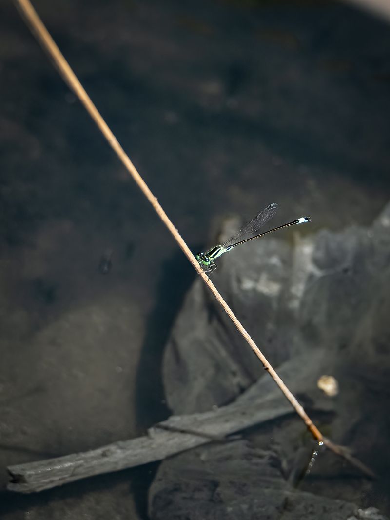 Ischnura elegans  - Barlotti Andrea