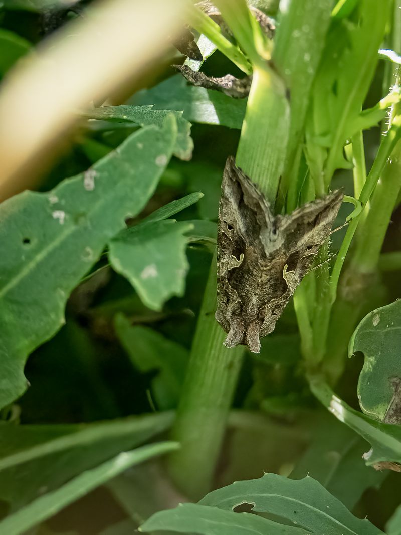 Autographa gamma  - Barlotti Andrea