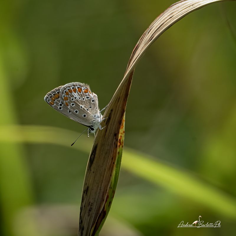 Polyommatus icarius # *  - Barlotti Andrea