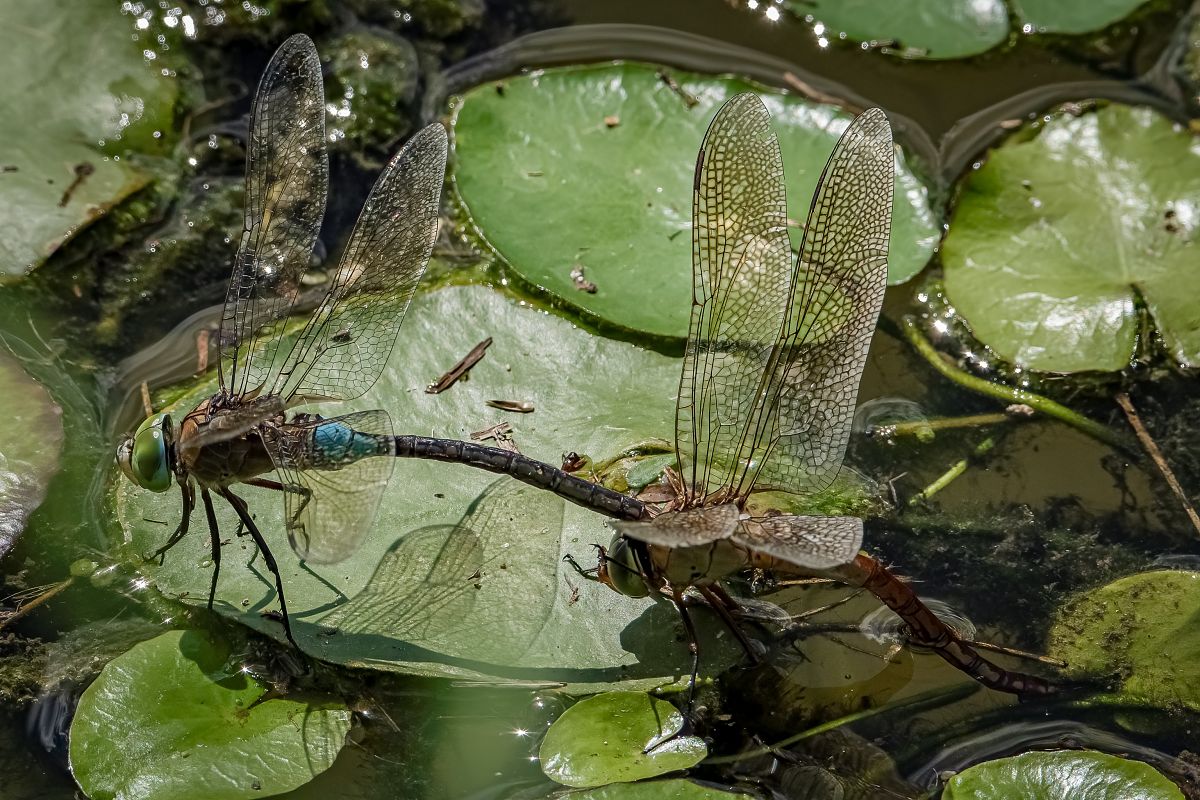 Anax parthenope  - Barlotti Andrea