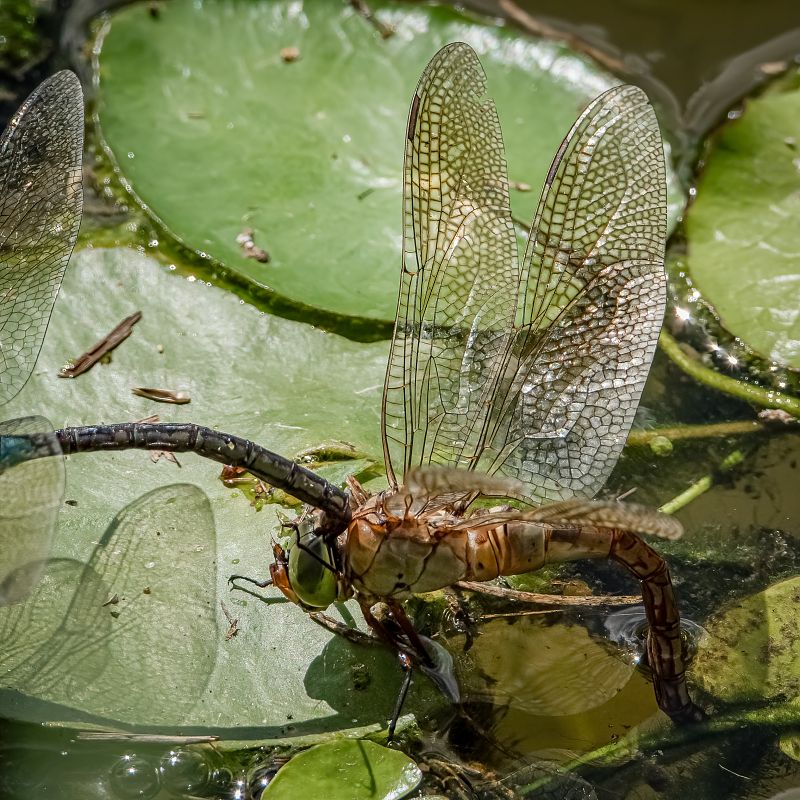 Anax parthenope  - Barlotti Andrea
