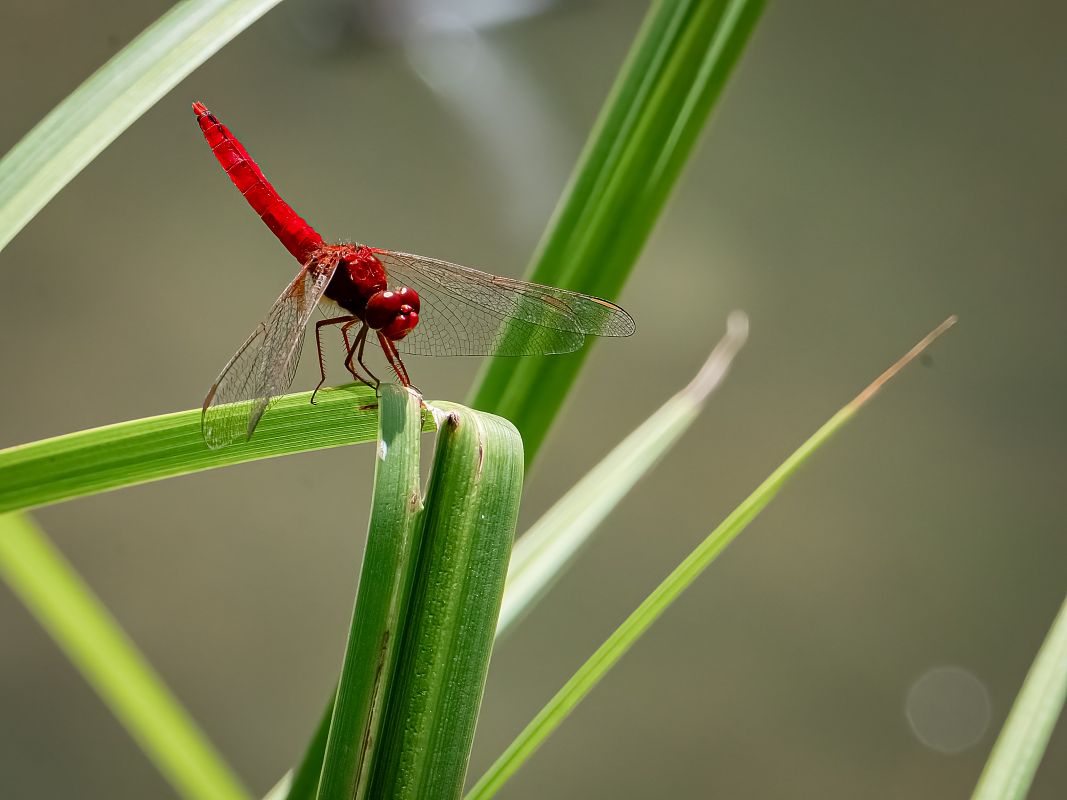 Crocothemis erythraea  - Barlotti Andrea