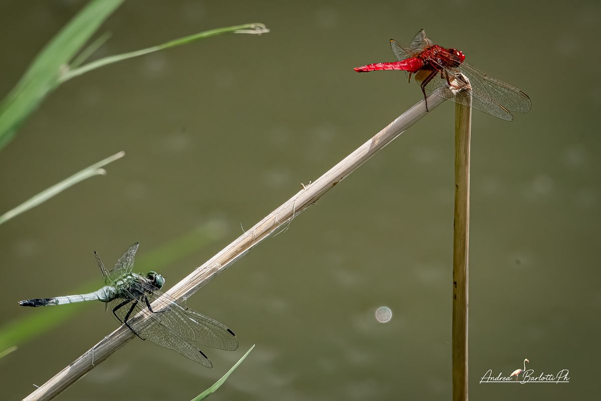 Orthetrum albistylum  - Barlotti Andrea