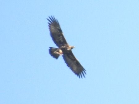 Aquila reale  - Tiziana Ciaghi
