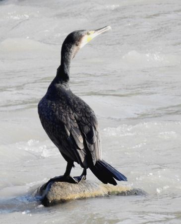 Cormorano  - Tiziana Ciaghi