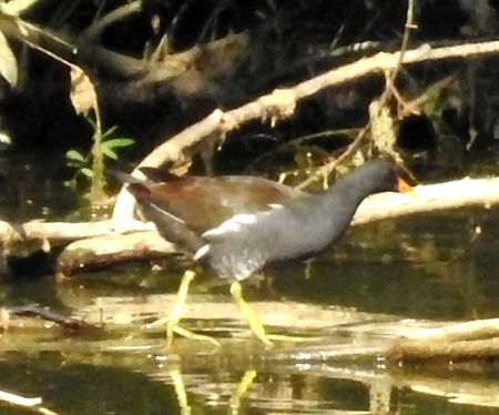 Gallinella d'acqua  - Tiziana Ciaghi