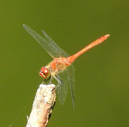 Sympetrum sanguineum  - Tiziana Ciaghi