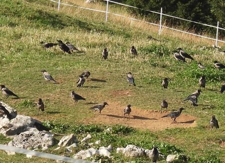 Cornacchia grigia  - Tiziana Ciaghi