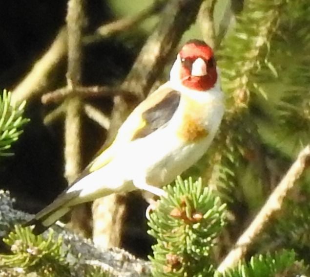 Cardellino  - Tiziana Ciaghi