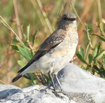 Northern Wheatear  - Tiziana Ciaghi