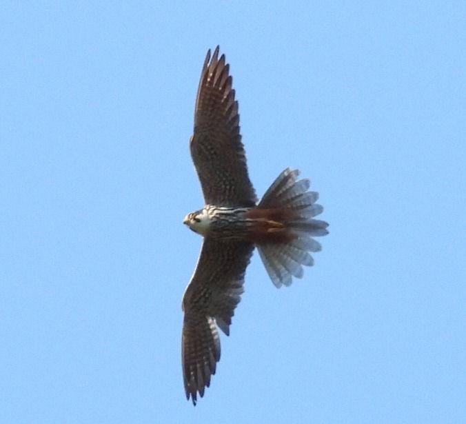 Eurasian Hobby  - Tiziana Ciaghi