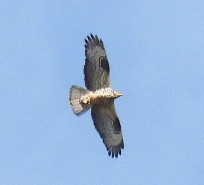 Falco pecchiaiolo  - Tiziana Ciaghi