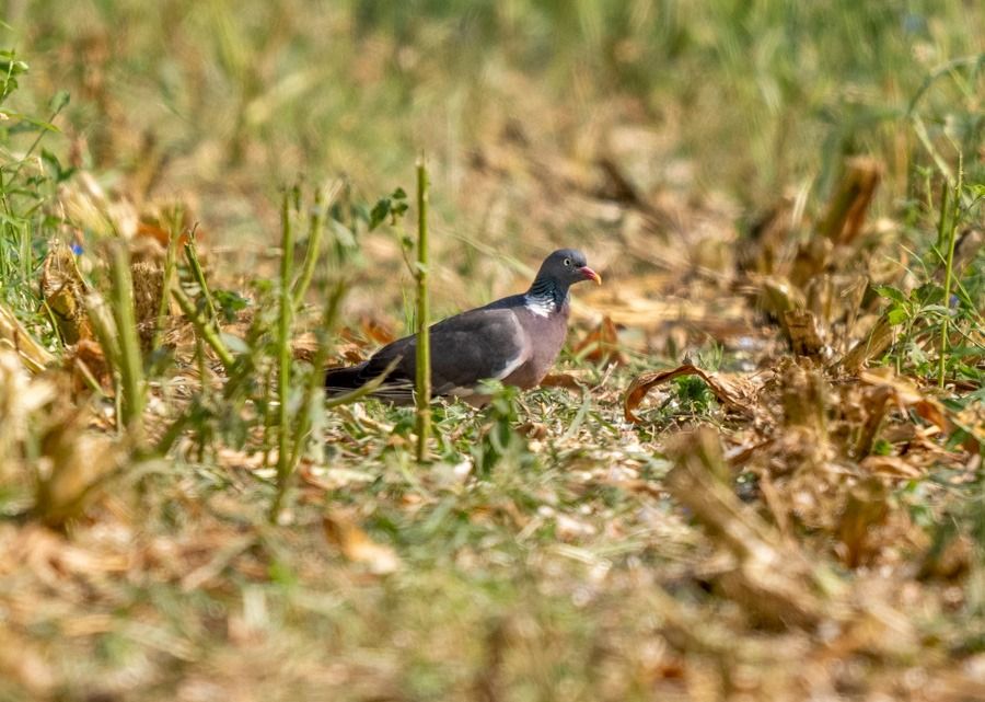 Pigeon ramier  - Roberto Brembilla