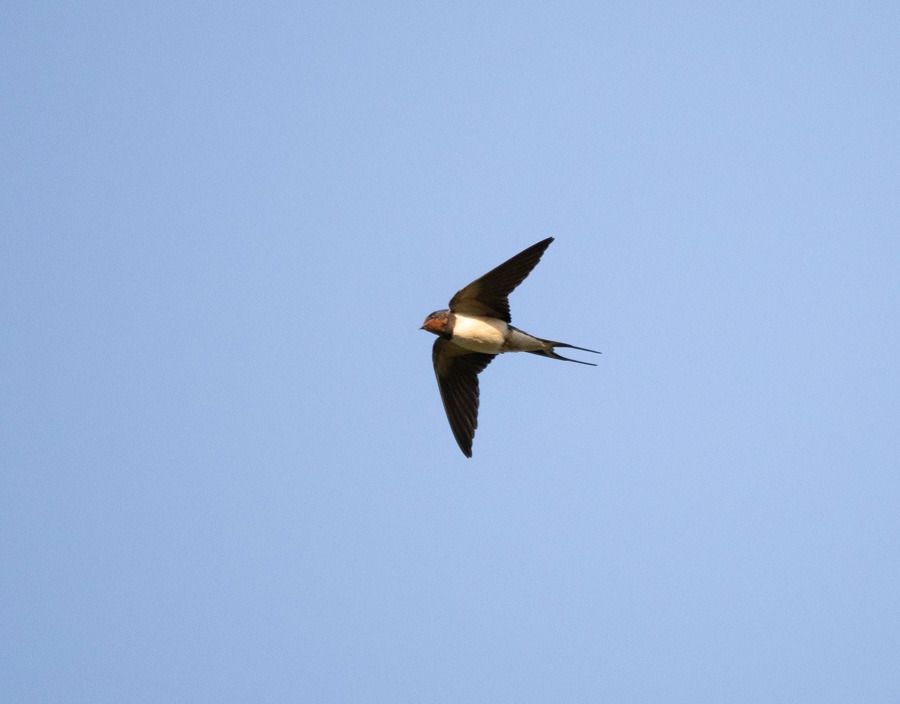 Rondine  - Roberto Brembilla