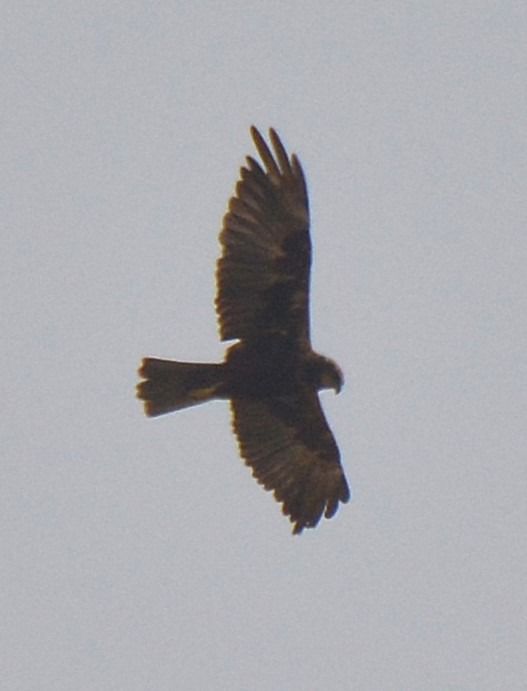 Falco di palude  - Simona Corbellini