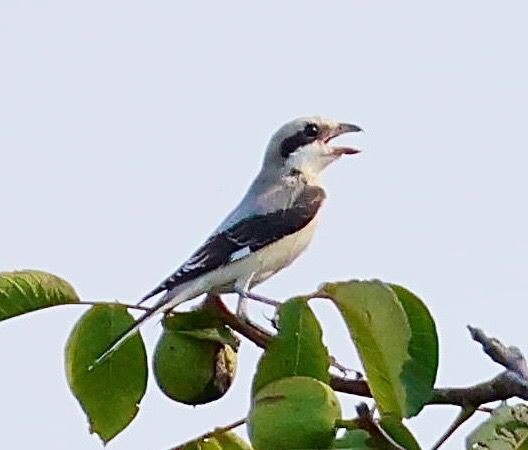 Averla cenerina  - Renzo Storer