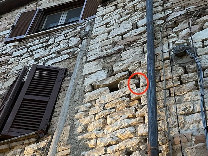 Rondone comune  - Laura Falcinelli