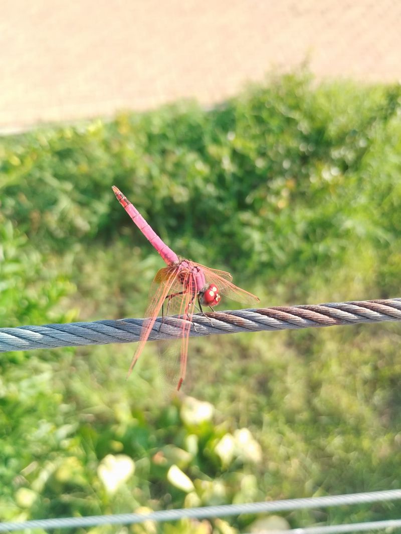 Trithemis annulata  - Fulvio Fraticelli