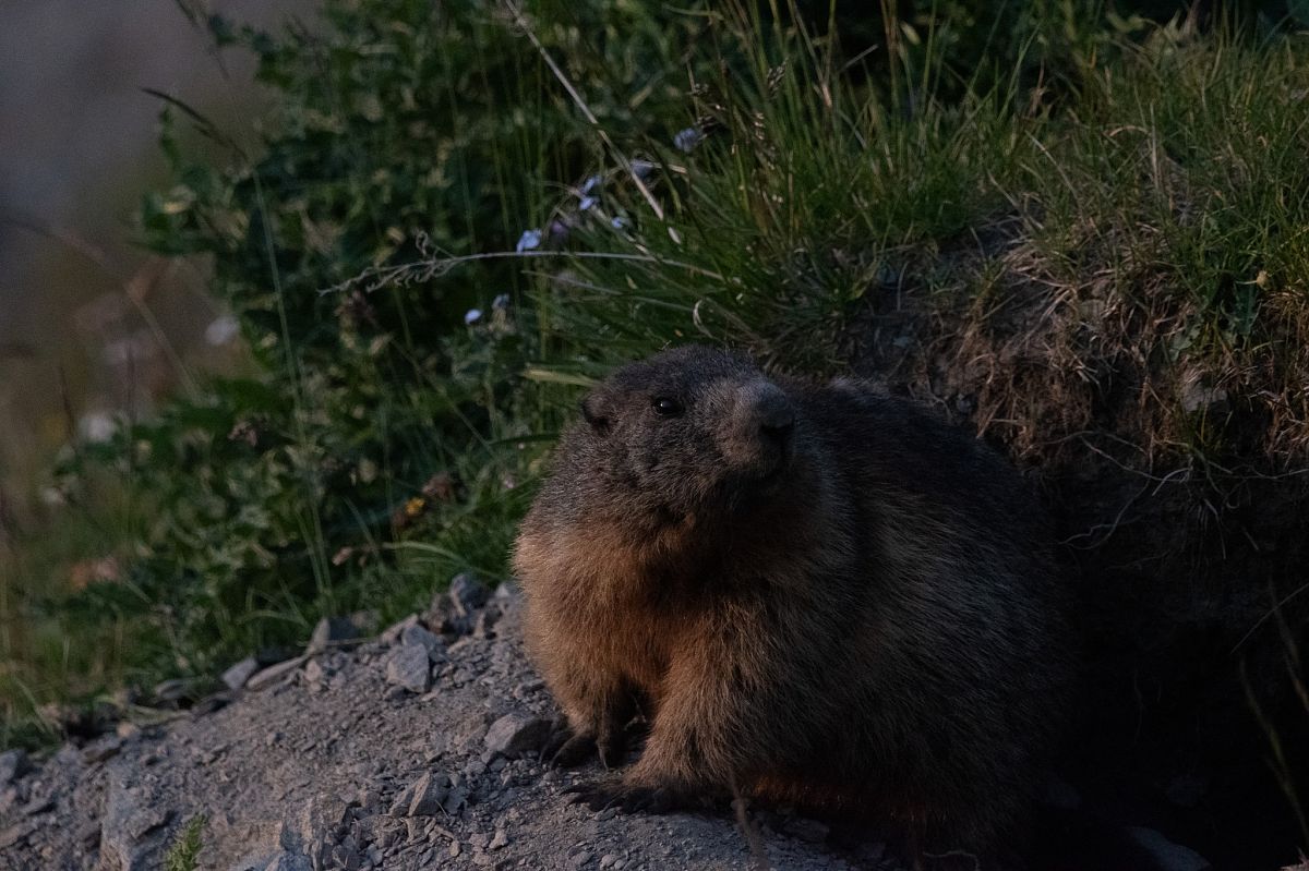 Marmotta  - Marco Bettoni