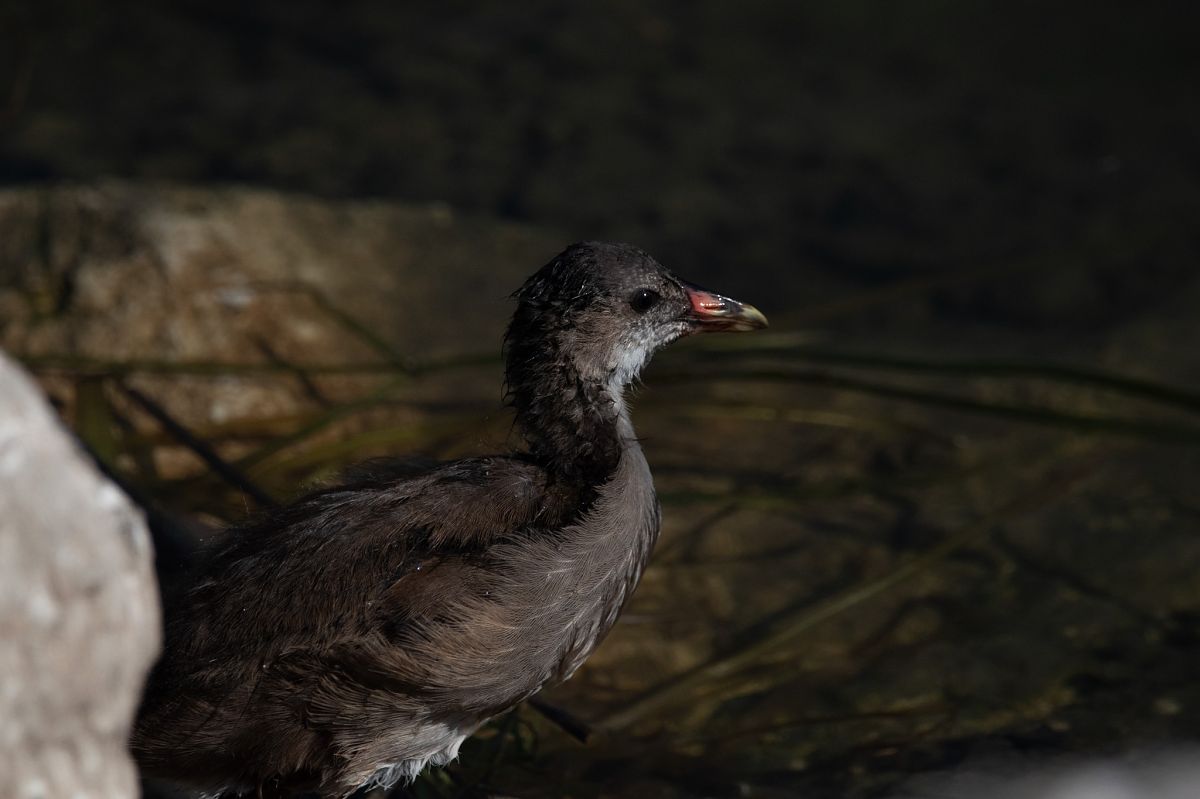 Gallinella d'acqua  - Marco Bettoni