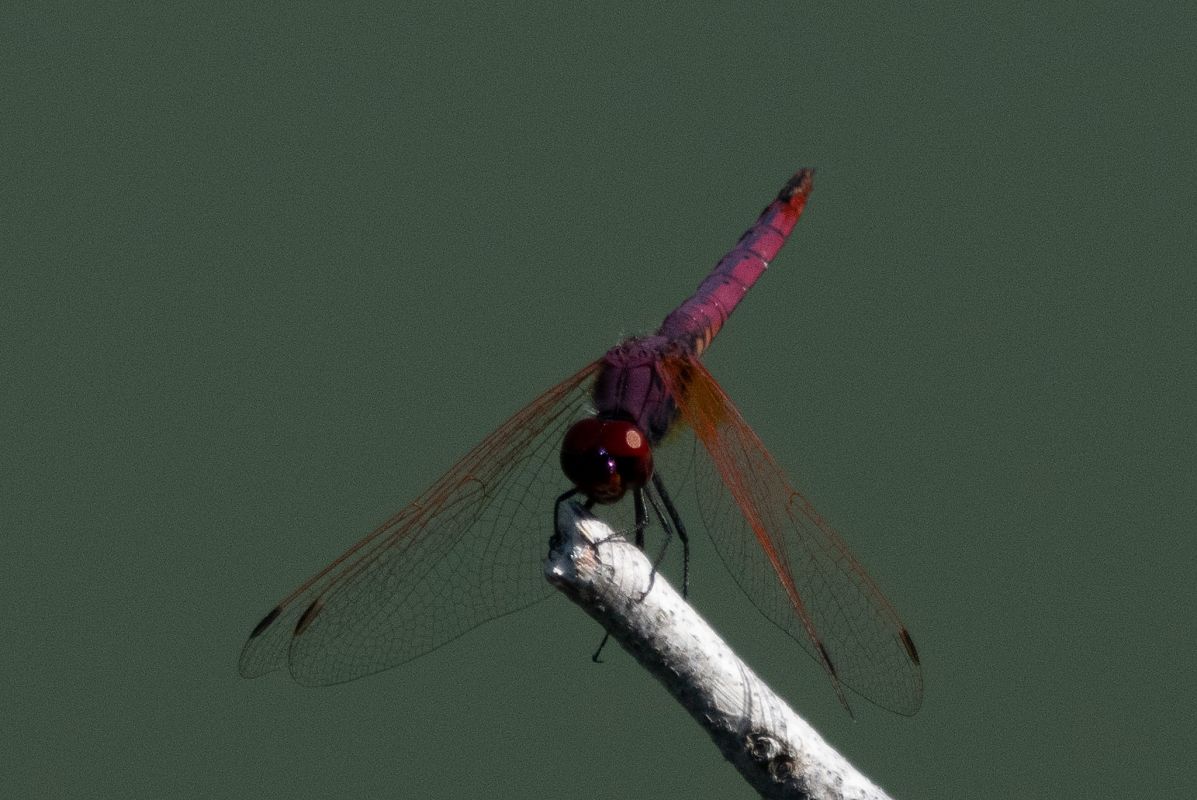 Trithemis annulata  - Marco Bettoni