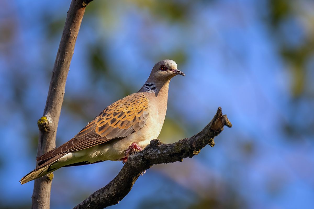 Tortora selvatica  - Pier Podavini