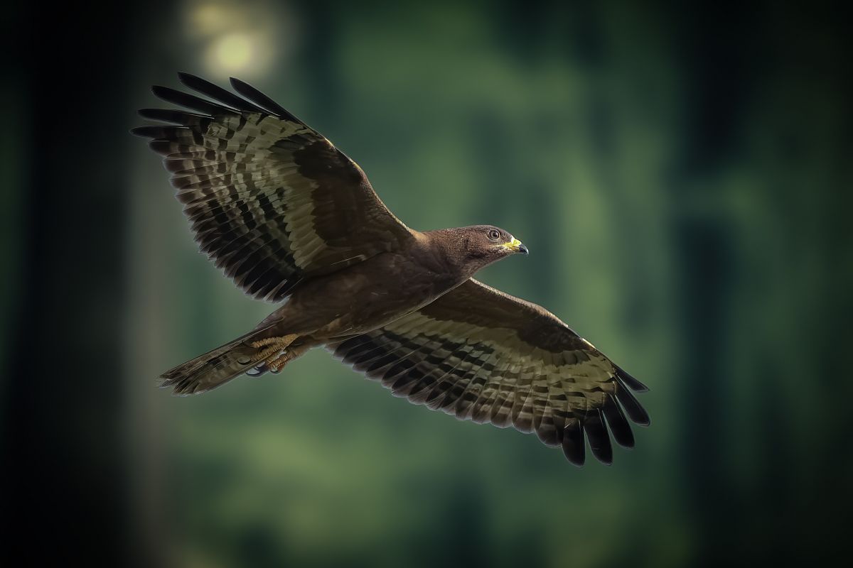 Falco pecchiaiolo  - Pier Podavini