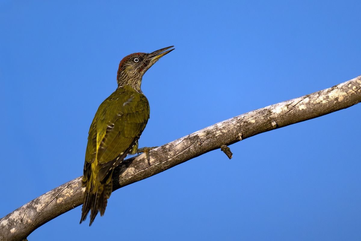 Picchio verde  - Pier Podavini