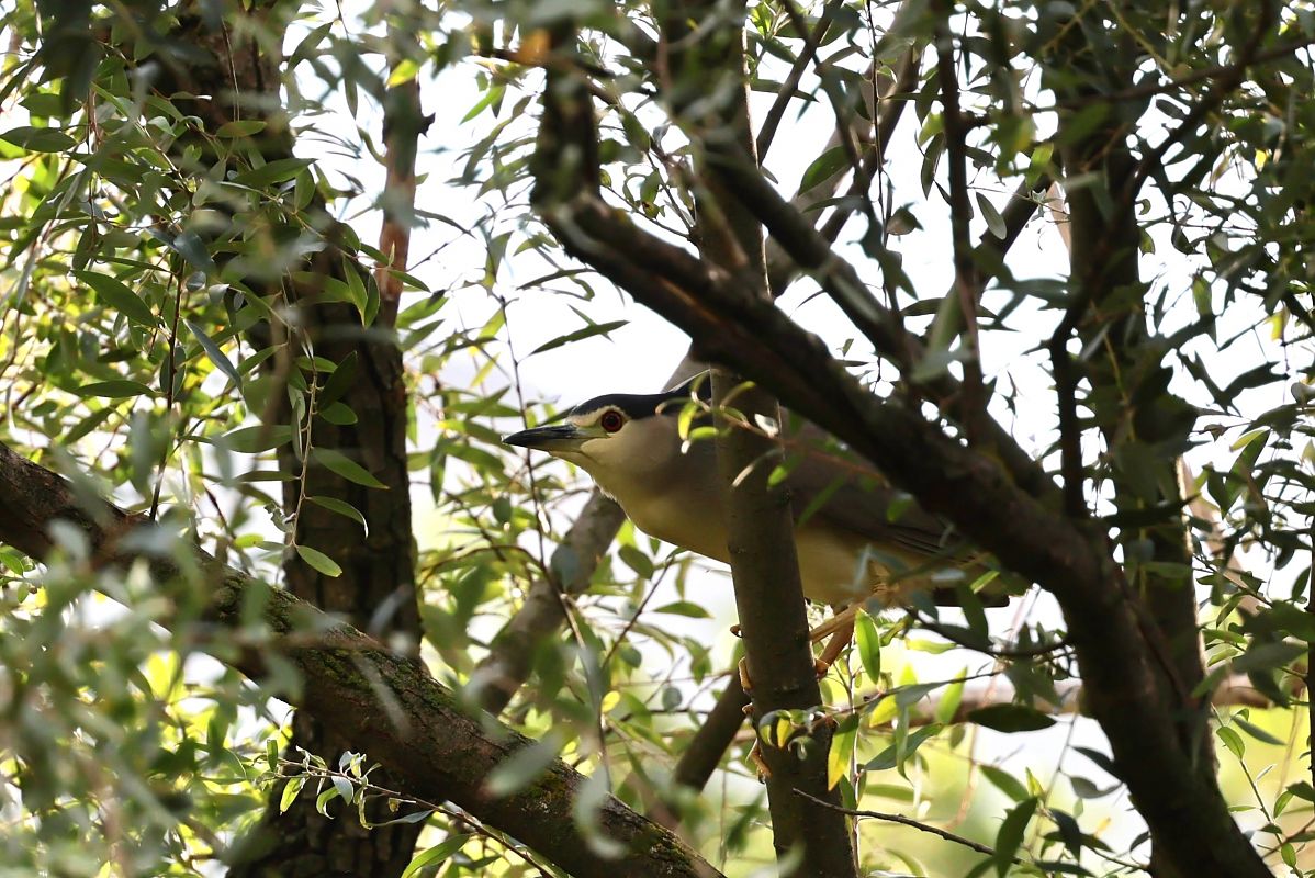 Nitticora  - Renato Sascor