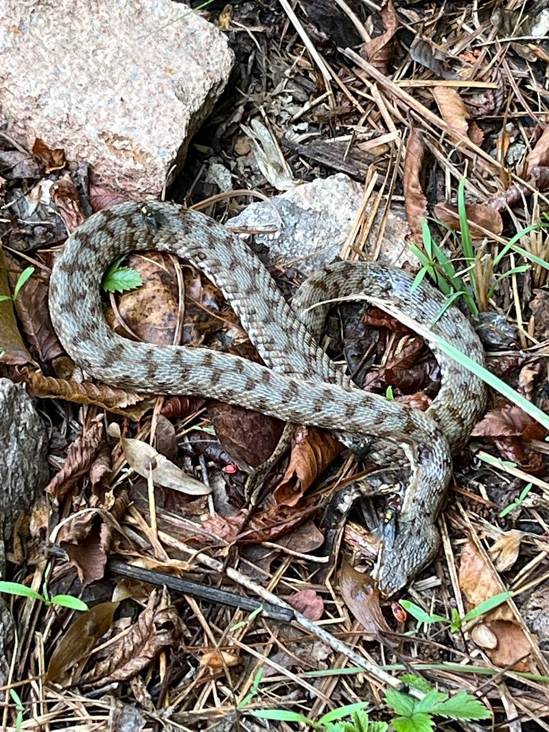 Vipera aspis / berus  - Renato Sascor