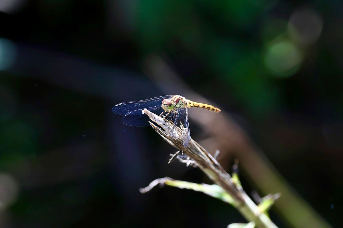 Sympetrum striolatum  - Renato Sascor