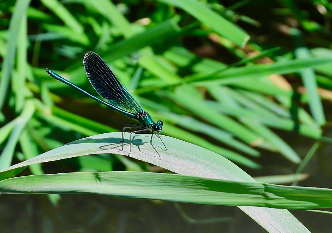 Calopteryx splendens splendens  - Renato Sascor