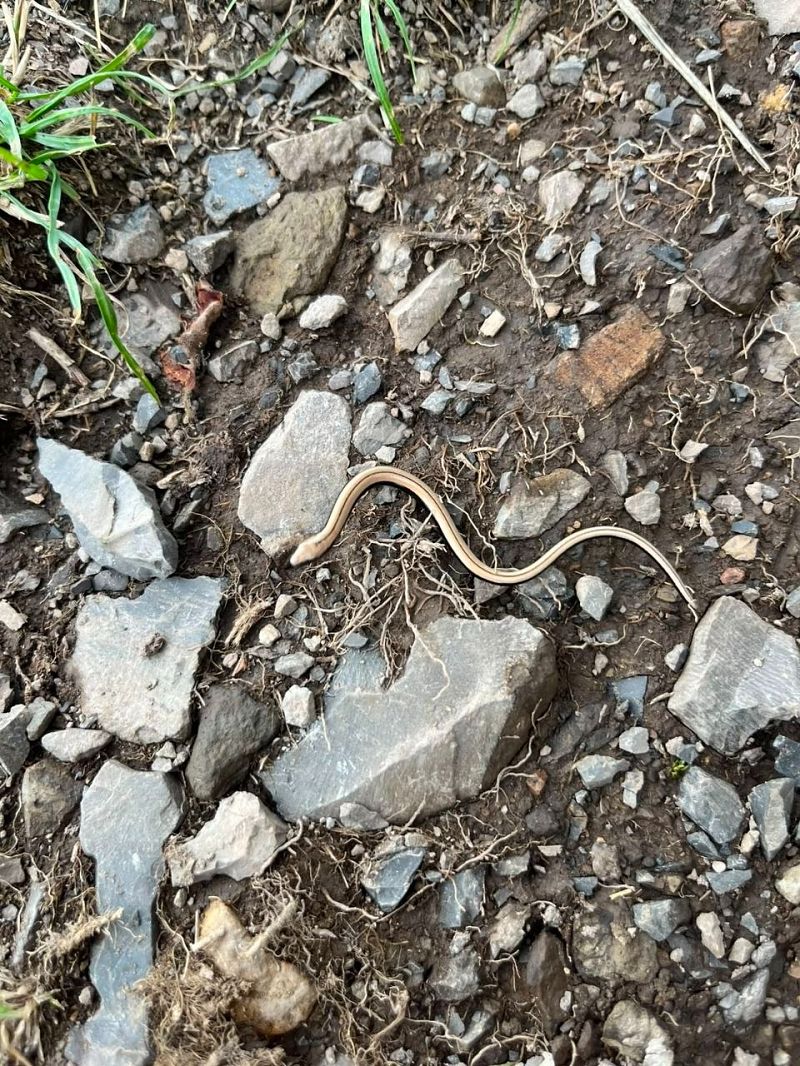 Orbettino italiano  - Letizia Saviola