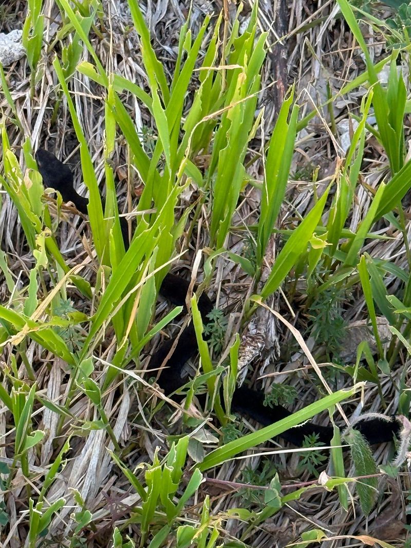 Vipera comune  - Fabrizio Petrassi
