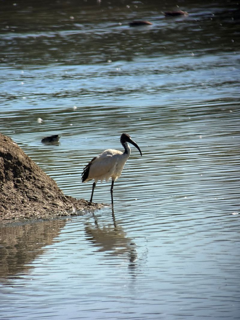 Ibis sacro  - Madleen Schätz