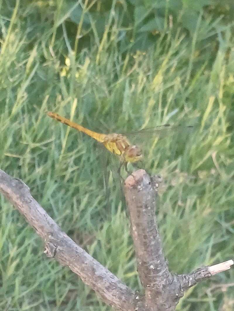 Sympetrum sanguineum 