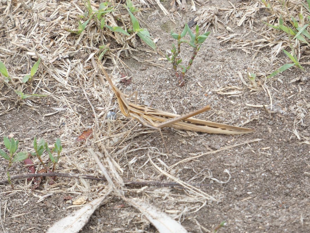 Acrida sp.  - Fabio Casale