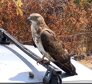 Falco pecchiaiolo 