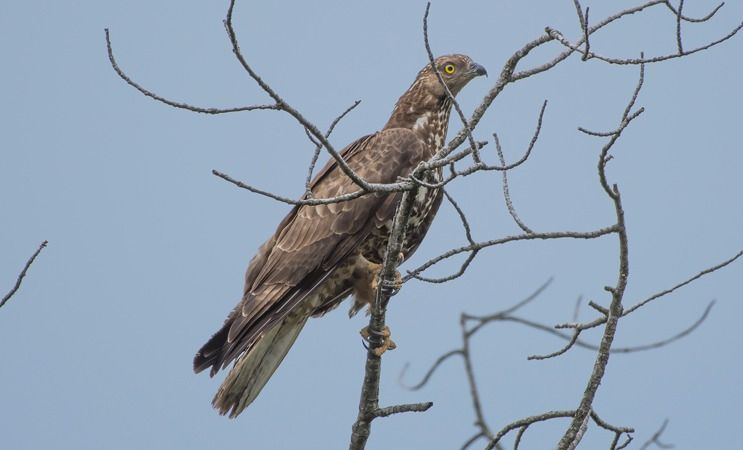 Falco pecchiaiolo  - Giovanni Fontana