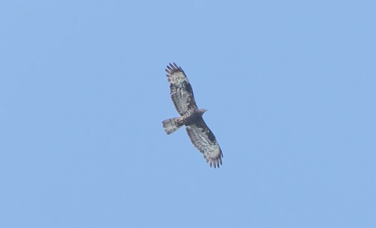 Falco pecchiaiolo  - Giovanni Fontana