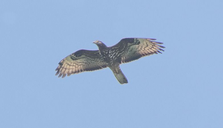 Falco pecchiaiolo  - Giovanni Fontana