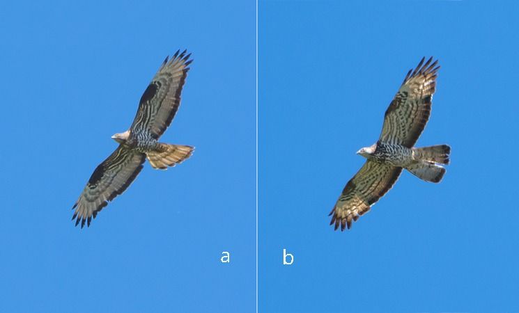 Falco pecchiaiolo  - Giovanni Fontana