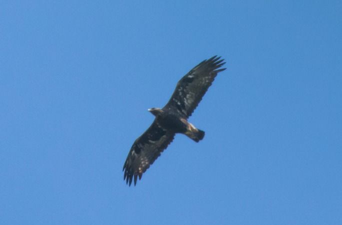 Aquila reale  - Giovanni Fontana