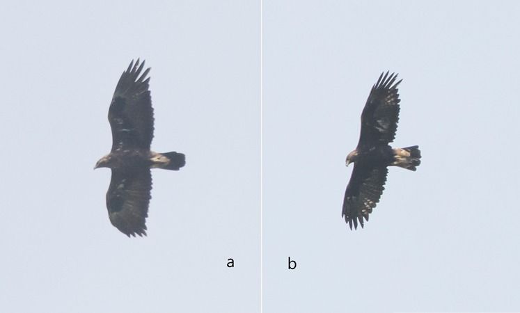 Aquila reale  - Giovanni Fontana