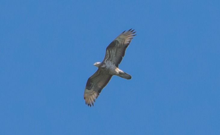 Falco pecchiaiolo  - Giovanni Fontana