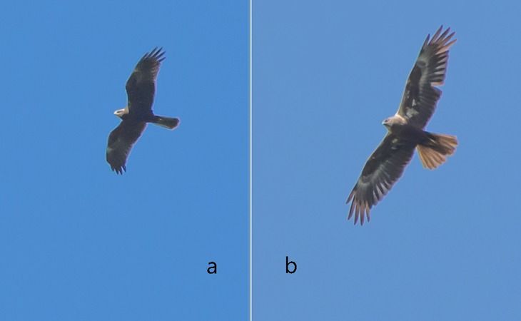Falco di palude  - Giovanni Fontana